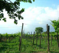 Alcuni vigneti della campagna di Benevento, in Campania