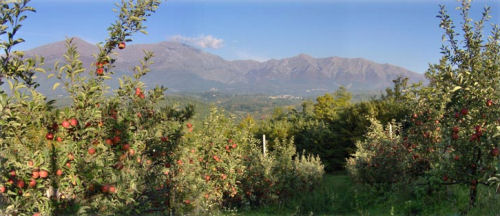 I filari di meli del Casale Nibbi e nello sfondo il bel paesaggio laziale