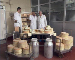 Latteria di Cameri in Piemonte: vasche con latte pronto per essere lavorato