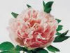 Peonia rosa