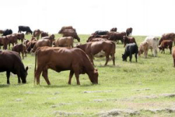 Mandria di mucche al pascolo