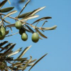Ramo con olive