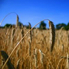Spighe di grano maturo