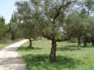 Ulivo