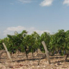 Vigneto