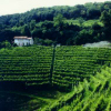 Saccol di Valdobbiadene - Vigneti