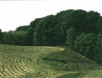 Vicenza - La campagna del Montello