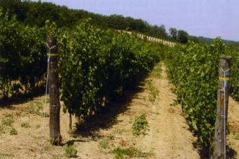 Piemonte - Uno dei vigneti di Gavi