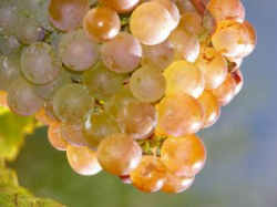 Grappolo d'uva bianca